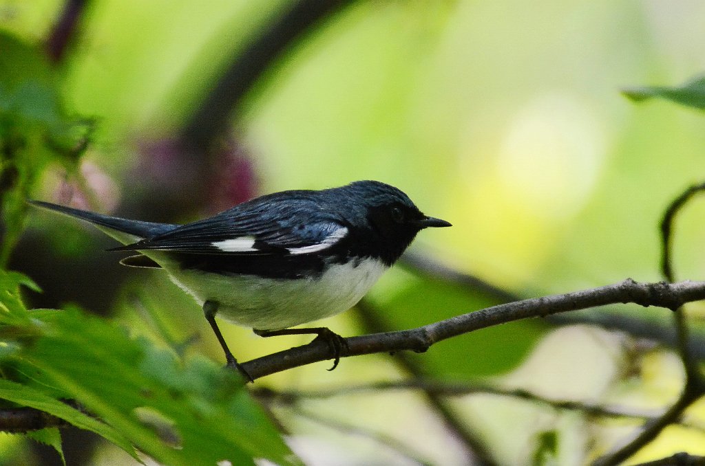 Warbler, Black-throated Blue, 2012-05071170 Mount Auburn Cemetery, MA.JPG - Black-throated Blue Warbler. Mount Auburn Cemetery, Cambridge, MA, 5-7-2012